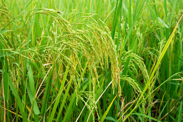 close up of yellow green rice field. 