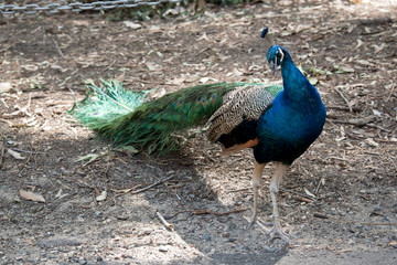 the Indian peacock is looking for food