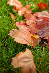 Autumn maple leave on grass closeup