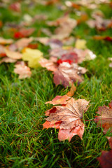 Autumn maple leave on grass closeup