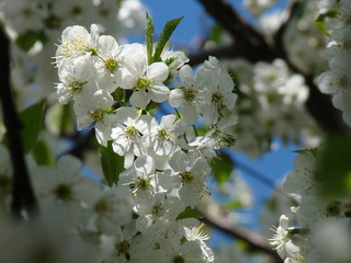 White flowers on cherry tree