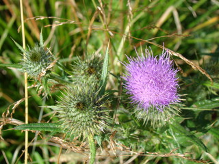 Purple flower in the garden