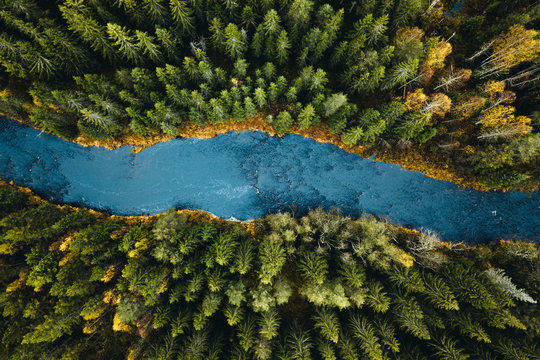 Aerial view of river passing through pine forest