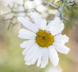 chamomile on ice