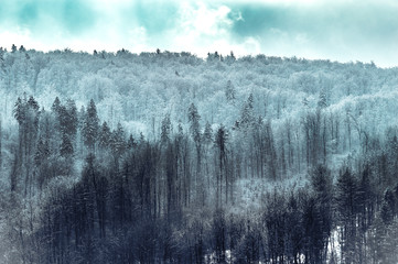 Foggy winter snowy trees in forest sky