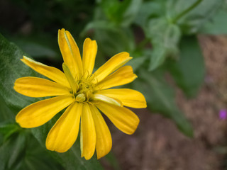  Flower 