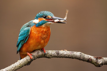 A female kingfisher, alcedo atthis, looking to the right of camera while sitting on a perch above the water and positioning the little fish she has just caught in her noticeable beak.