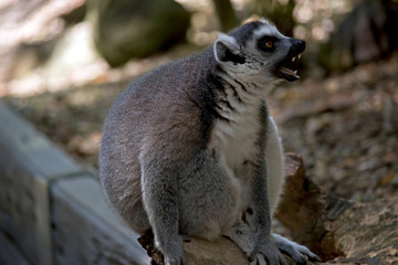 the ring tail lemur is yawning showing his teeth
