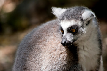 Naklejka na ściany i meble this is a close up of a ring tail lemur