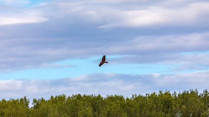 Marsh harrier in flight