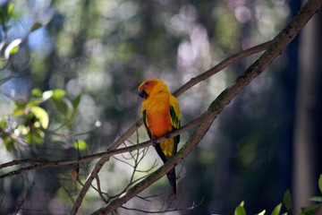 the sun conure is on a tree branch