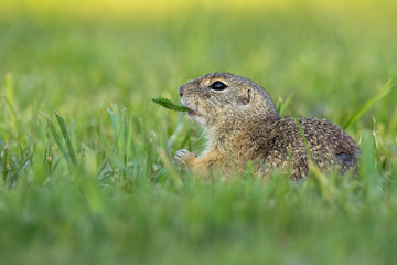 Naklejka na ściany i meble European ground squirrel, spermophilus citellus, holding a plant in mouth on a green meadow in summer. Charming souslik sitting calmly in nature.