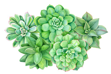 watercolor succulents, cacti on a white background, beautiful plants, floral design, hand drawing, botanical illustration