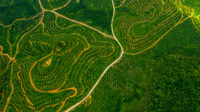 Aerial view of palm oil, agricultural industry of green oul palm tree plantation.