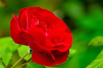 Beautiful Red Rose in garden