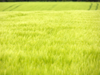 Horizon over green shades field with wheat plant in young stage
