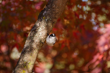 long tailed tit on branch against blurred autumn Japanese maple leaves