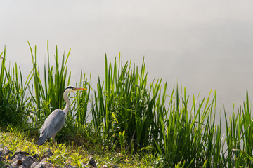 un héron au bord de l'eau