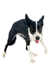 border collie in studio