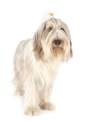 bearded collie in studio