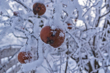 Rotten apples hanging on a branch covered with snow close-up