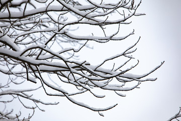 snowed tree branches winter season