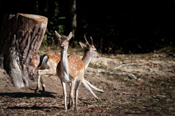 Portrait Rehe und Hirsche in der Natur im Wald