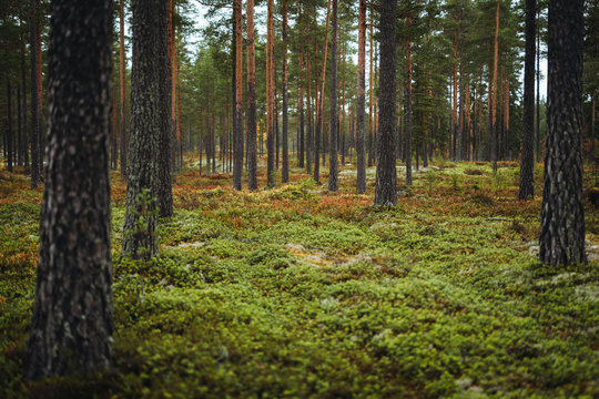 Autumn forest