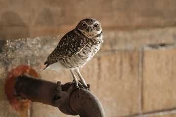 Burrowing Owl Standing on a Water Pipe