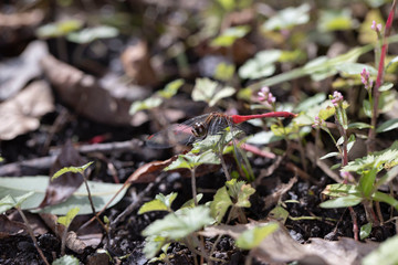 マユタテアカネ雄