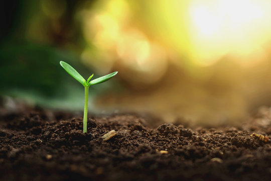 Plant growth on the soil