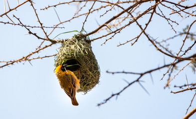 Nest weaver bird