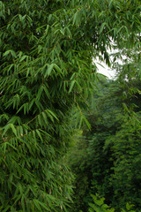 Green and tall bamboo plants on the side of the hill