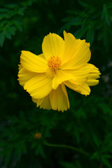 Close-up bright light yellow cosmos bipinnatus flower