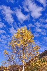 Bright birch in the sunlight on the background of a blue sky with clouds; golden autumn concept