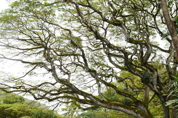 ボタニカルガーデン