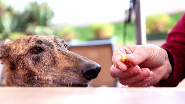 Female Spanish Greyhound Galgo dog eating from a human hand near a table