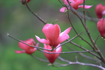 nature theme at hong kong spring time