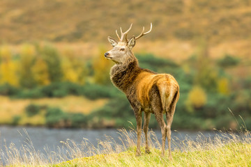 Red deer stag during the rutting season.  Stood majestically in Glen Strathfarrar, in the Scottish Highlands, UK.  Facing left.  Horizontal.  Space for copy.