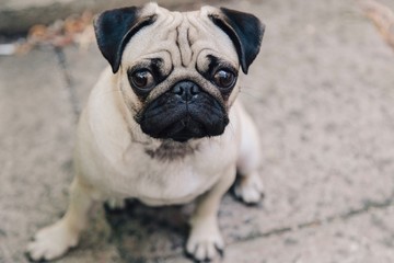 pug on a white background