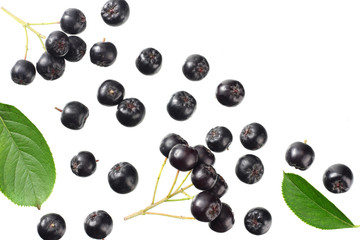 Chokeberry with green leaves isolated on white background. Black aronia. Top view