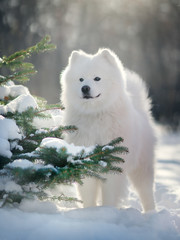 Samoyed Dog  in winter