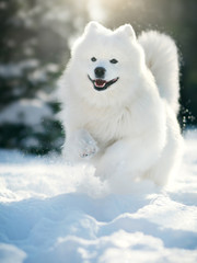 Samoyed Dog  in winter
