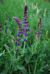 Purple violet sage in  bloom on a green grass wild field. Nature background, wallpaper for home and office, copy cpace. 