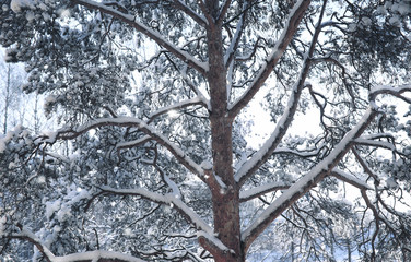 magic pine forest in winter season in snow