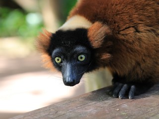 Eulemur ruffus, roter Maki