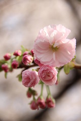 Delicate and beautiful pink cherry blossoms in the spring in a garden in Japan