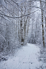 winter forest covered snow