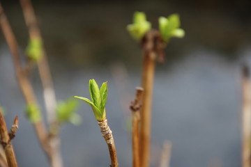 Vibrant light green Japanese leaf buds in the natural daylight in the spring