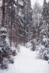 Winter forest landscape. Tall trees under snow cover. January frosty day in the park.